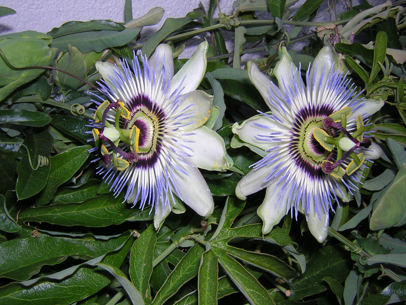 Passiflore