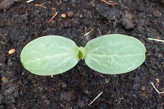 Pastèque (Citrullus lanatus) : semis, plantation et culture