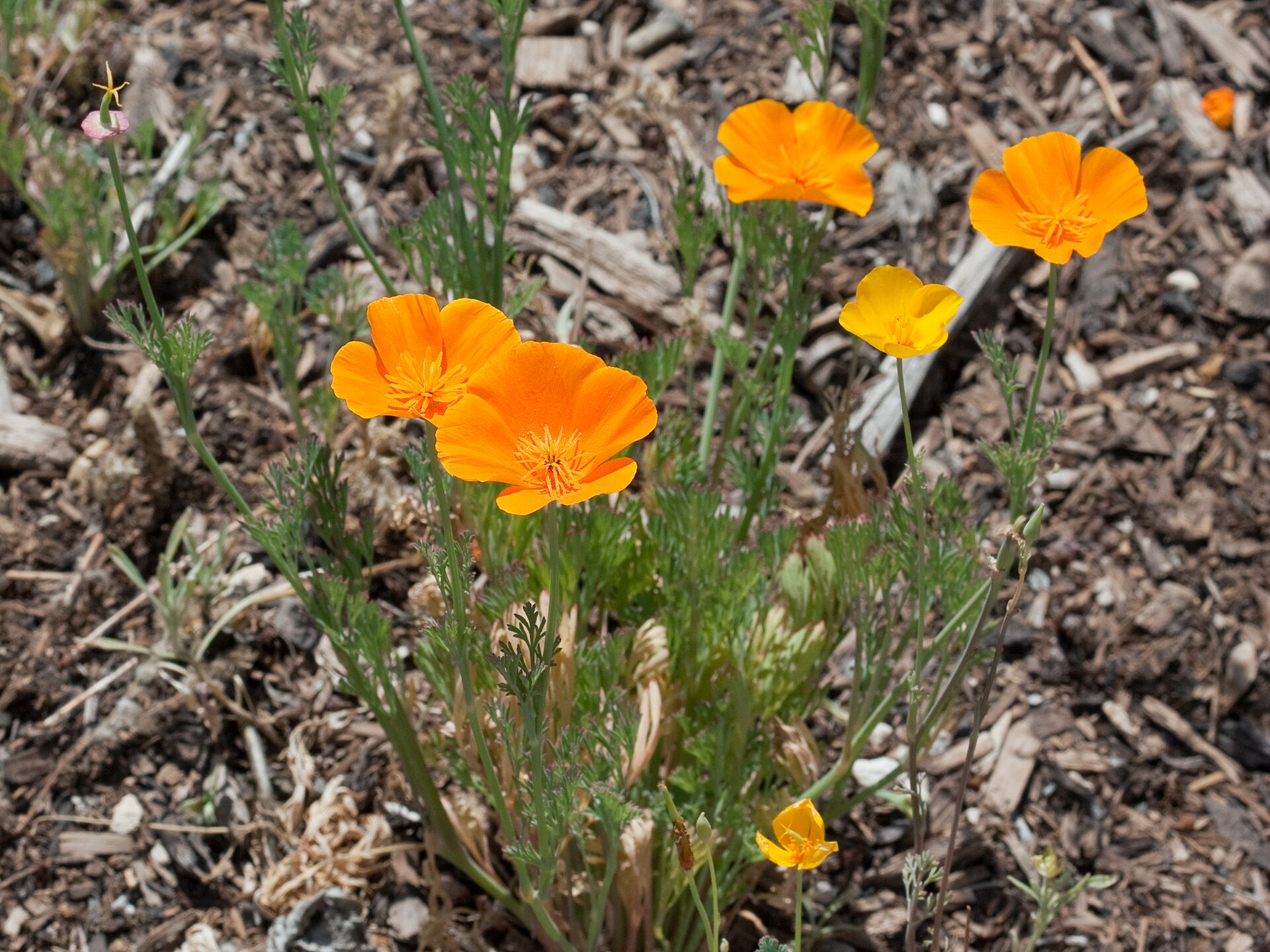 Pavot de Californie