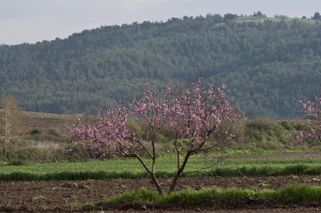 Pecher (Prunus persica) : plantation, taille et entretien