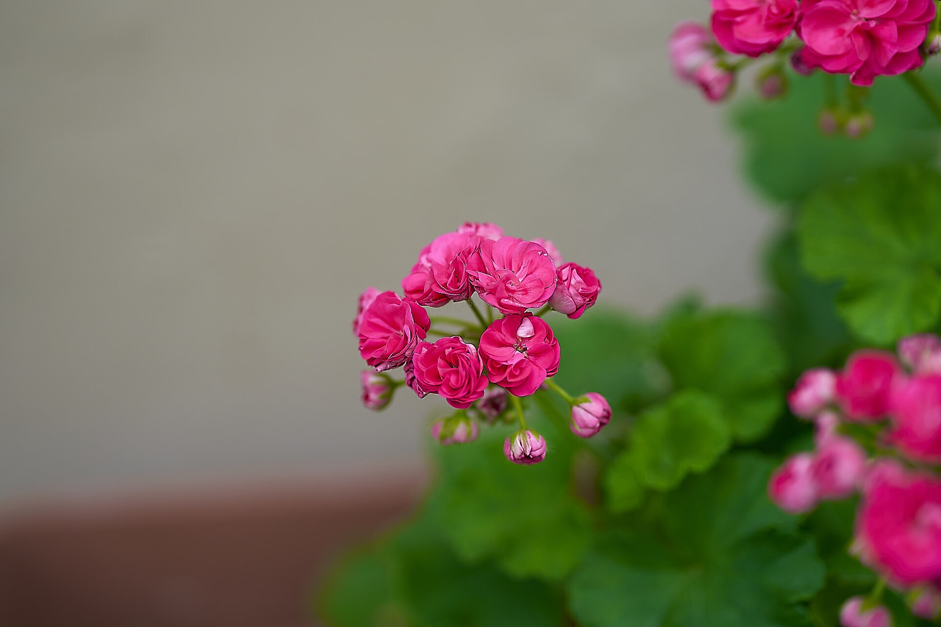 Pélargonium