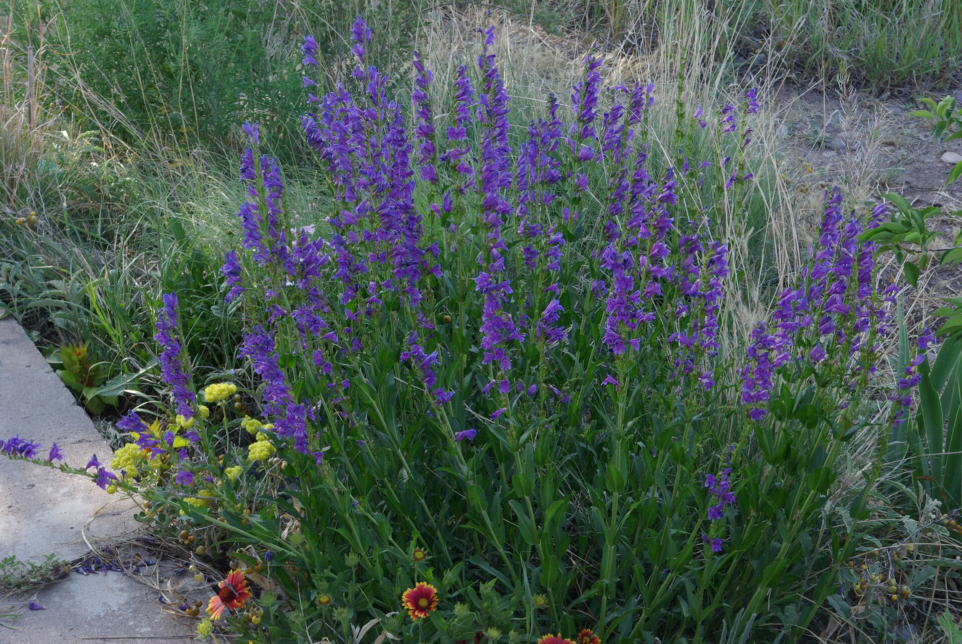 Penstemon