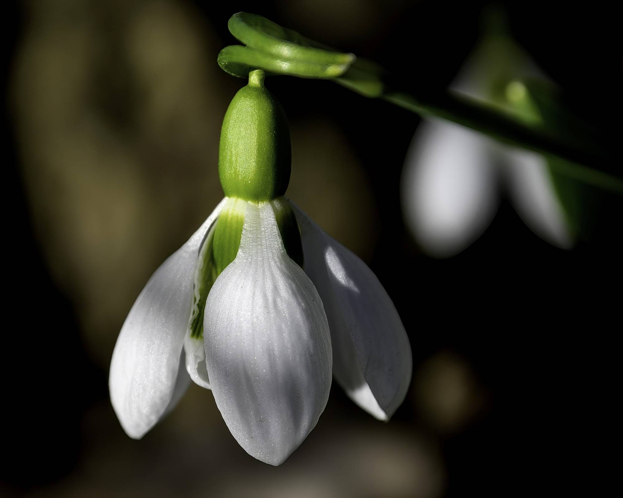 Perce-neige