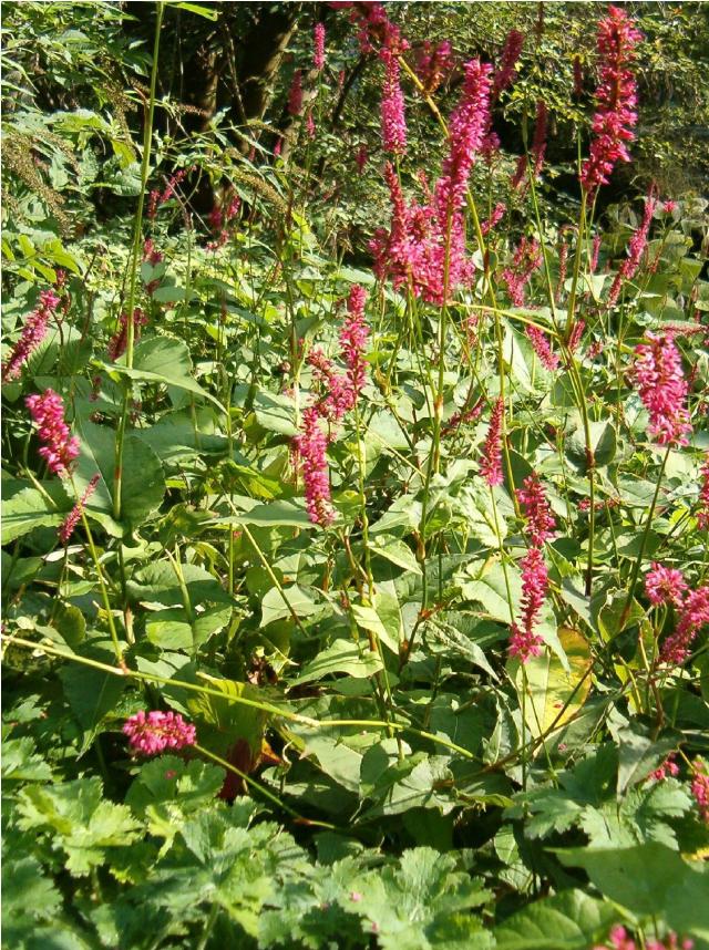 Persicaire amplexicaule (Persicaria amplexicaulis) : plantation, entretien et floraison