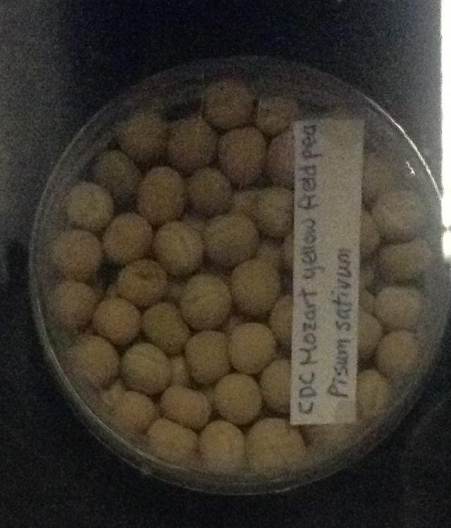 Petit pois (Pisum sativum) : semis, culture et récolte