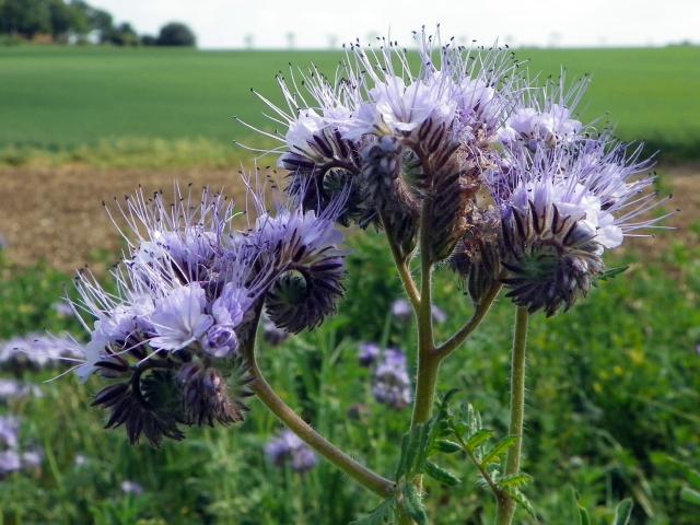 Phacélie (Phacelia tanacetifolia) : semis, culture et usage en engrais vert