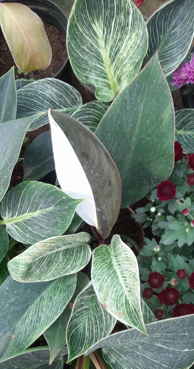 Philodendron Birkin : entretien, arrosage et culture en interieur