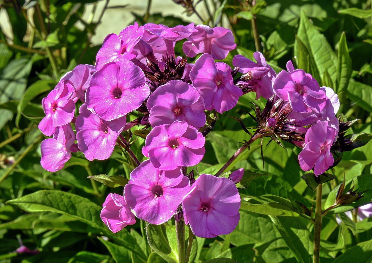Phlox paniculé