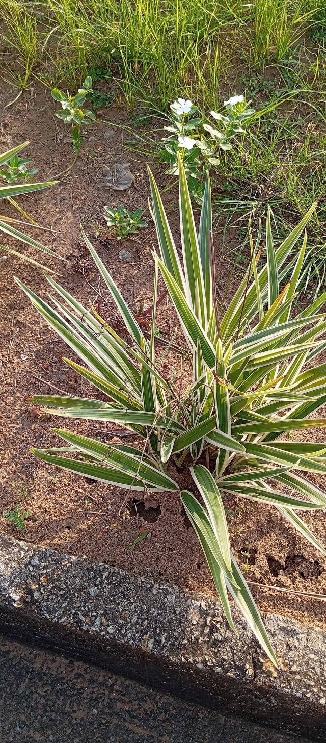 Phormium (lin de Nouvelle-Zélande) : plantation, entretien et culture en pot
