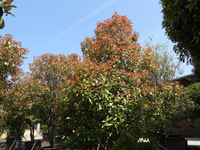 Photinia Red Robin (Photinia × fraseri) : plantation, taille et entretien