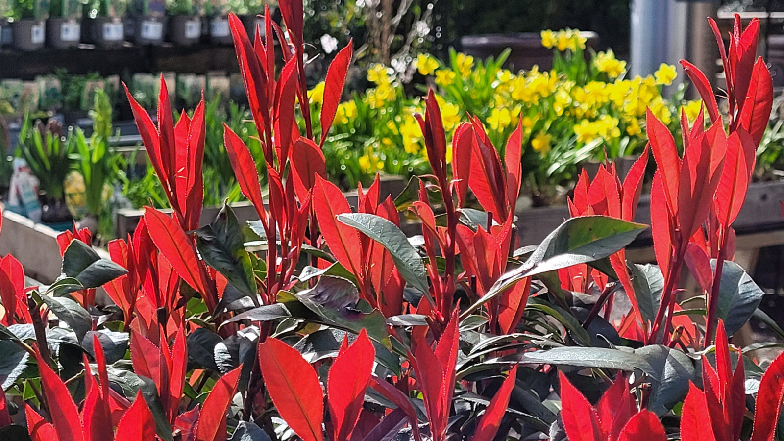 Photinia