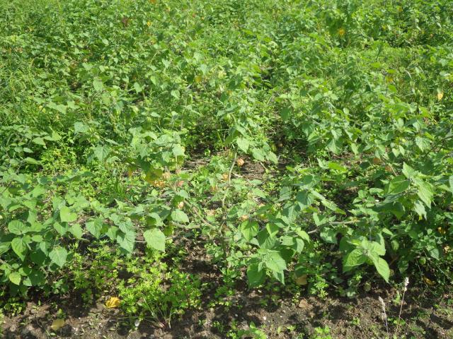 Physalis (Physalis peruviana) : semis, culture et récolte