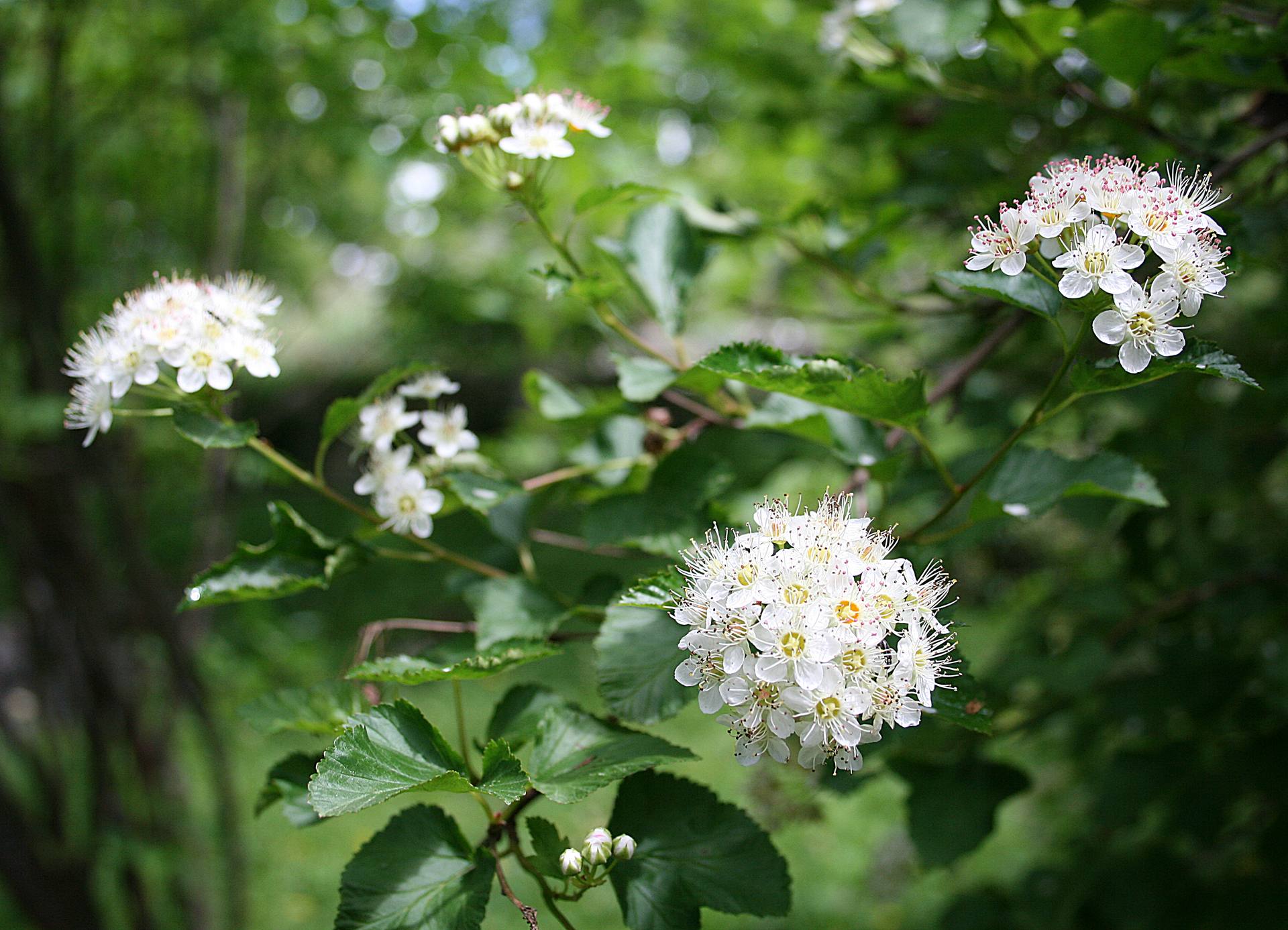 Physocarpe