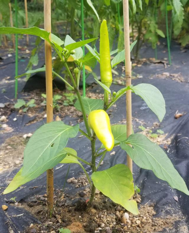 Piment (Capsicum annuum) : semis, plantation et culture