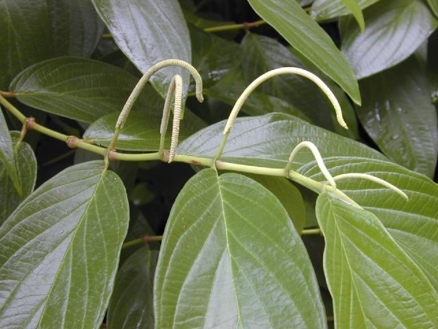 Piper aduncum : culture du matico, poivrier tropical