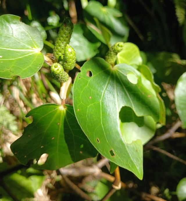 Kawakawa : culture du Piper excelsum