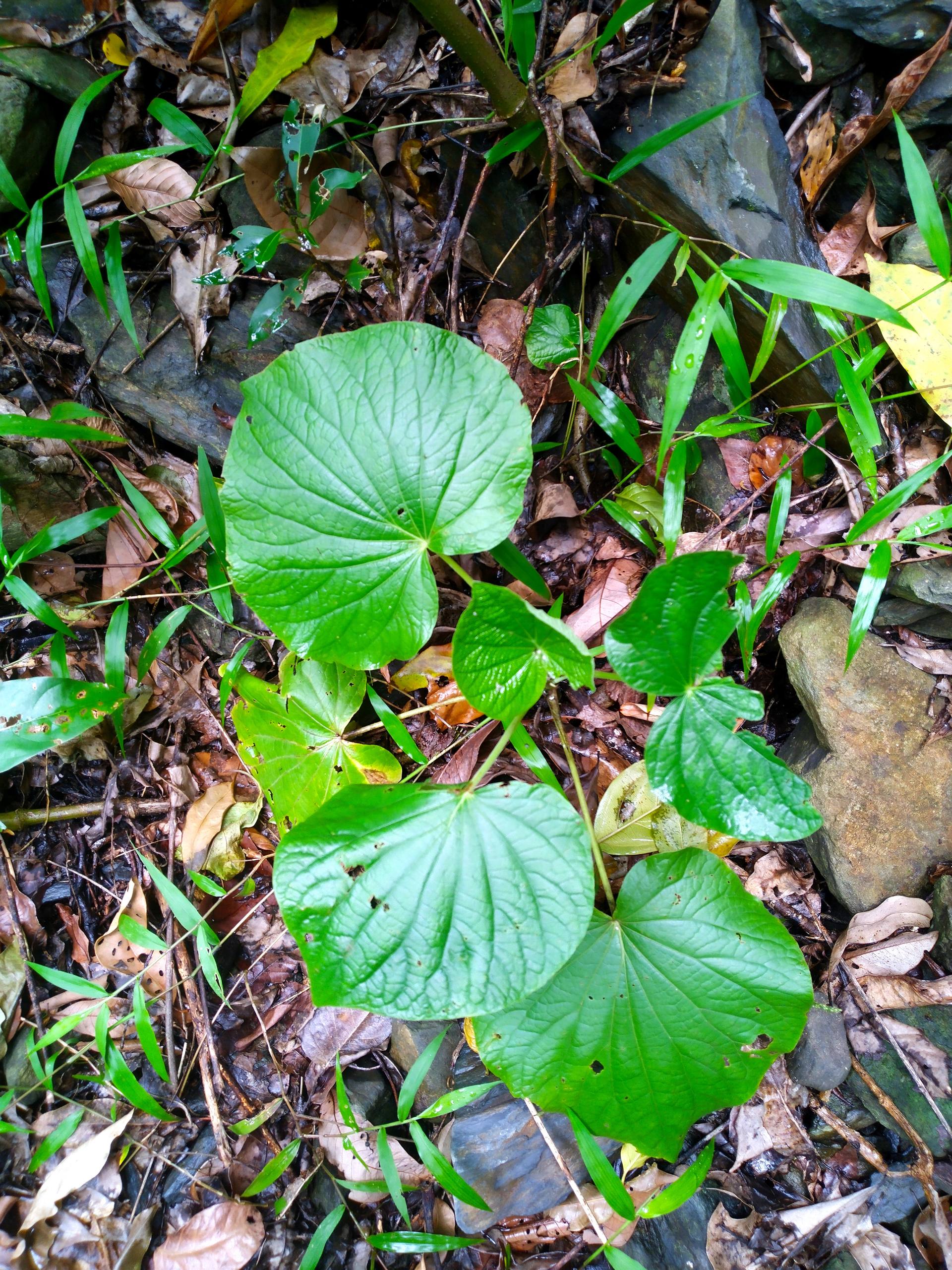 Piper umbellatum : guide complet