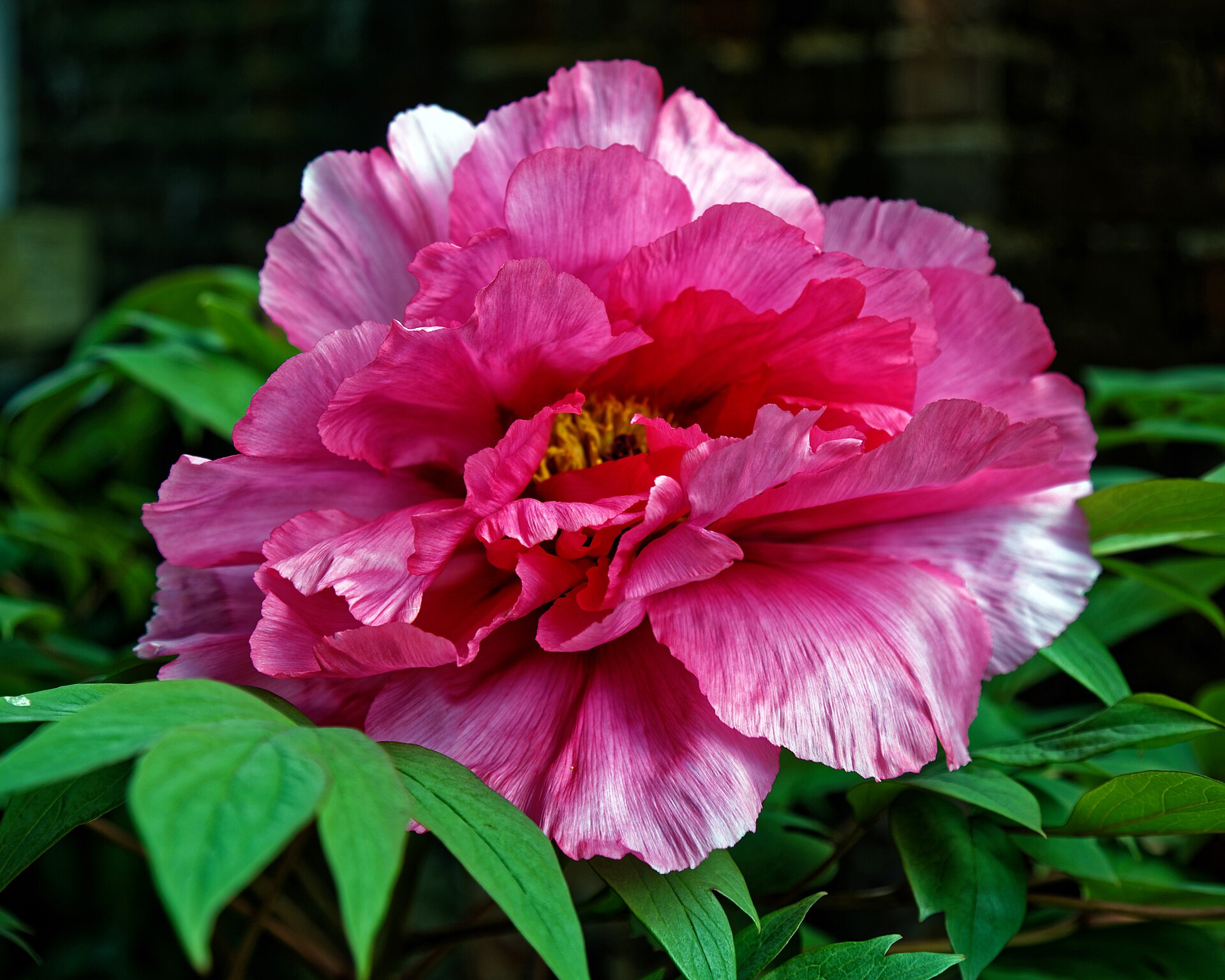Pivoine arbustive