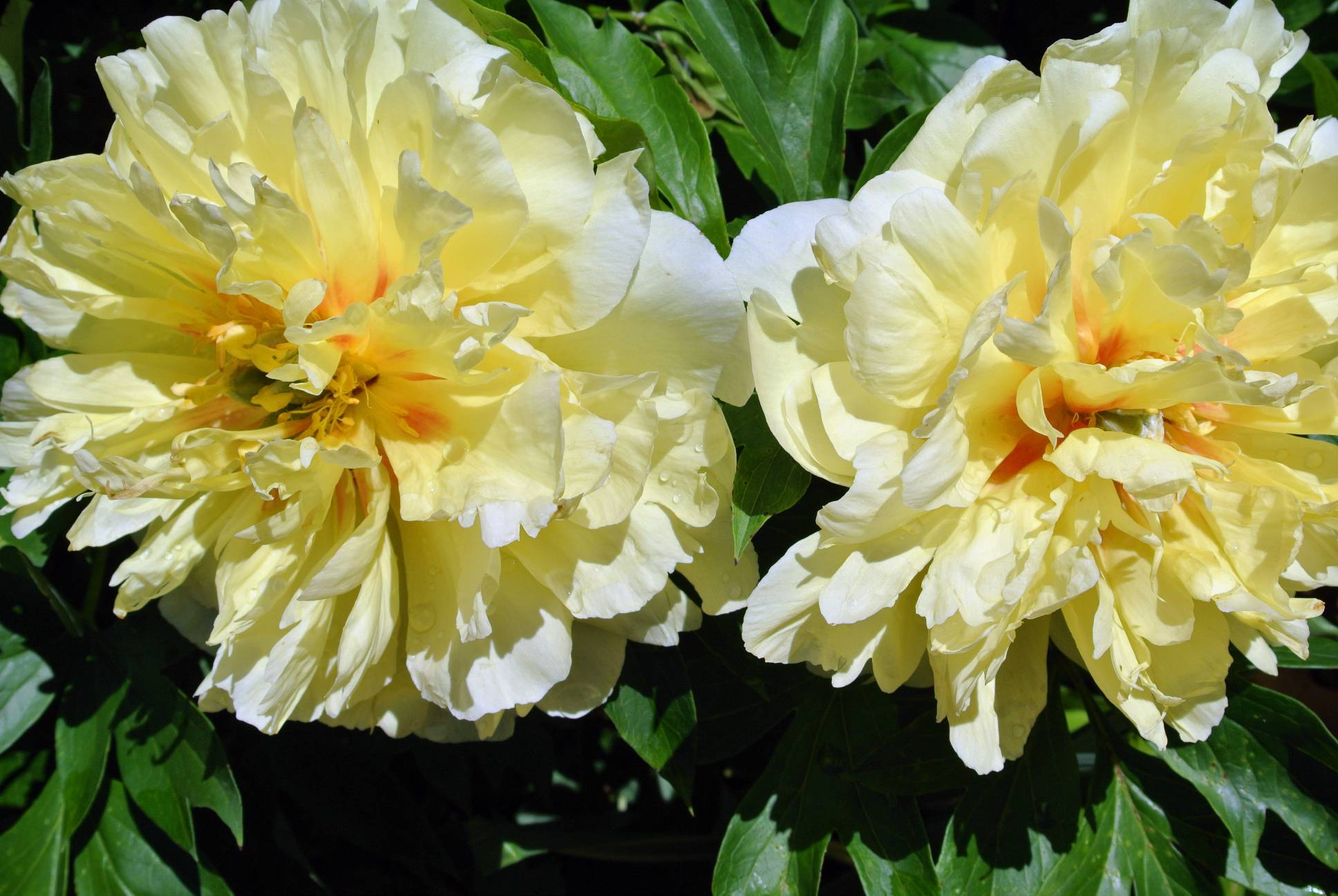 Pivoine Itoh