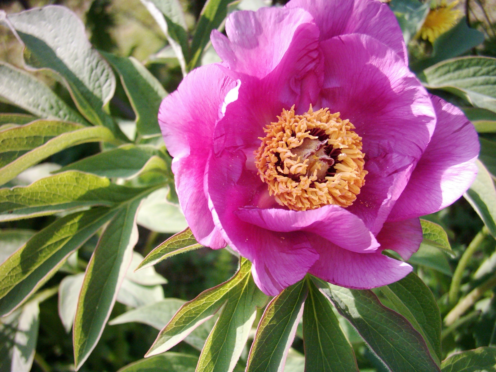 Pivoine officinale