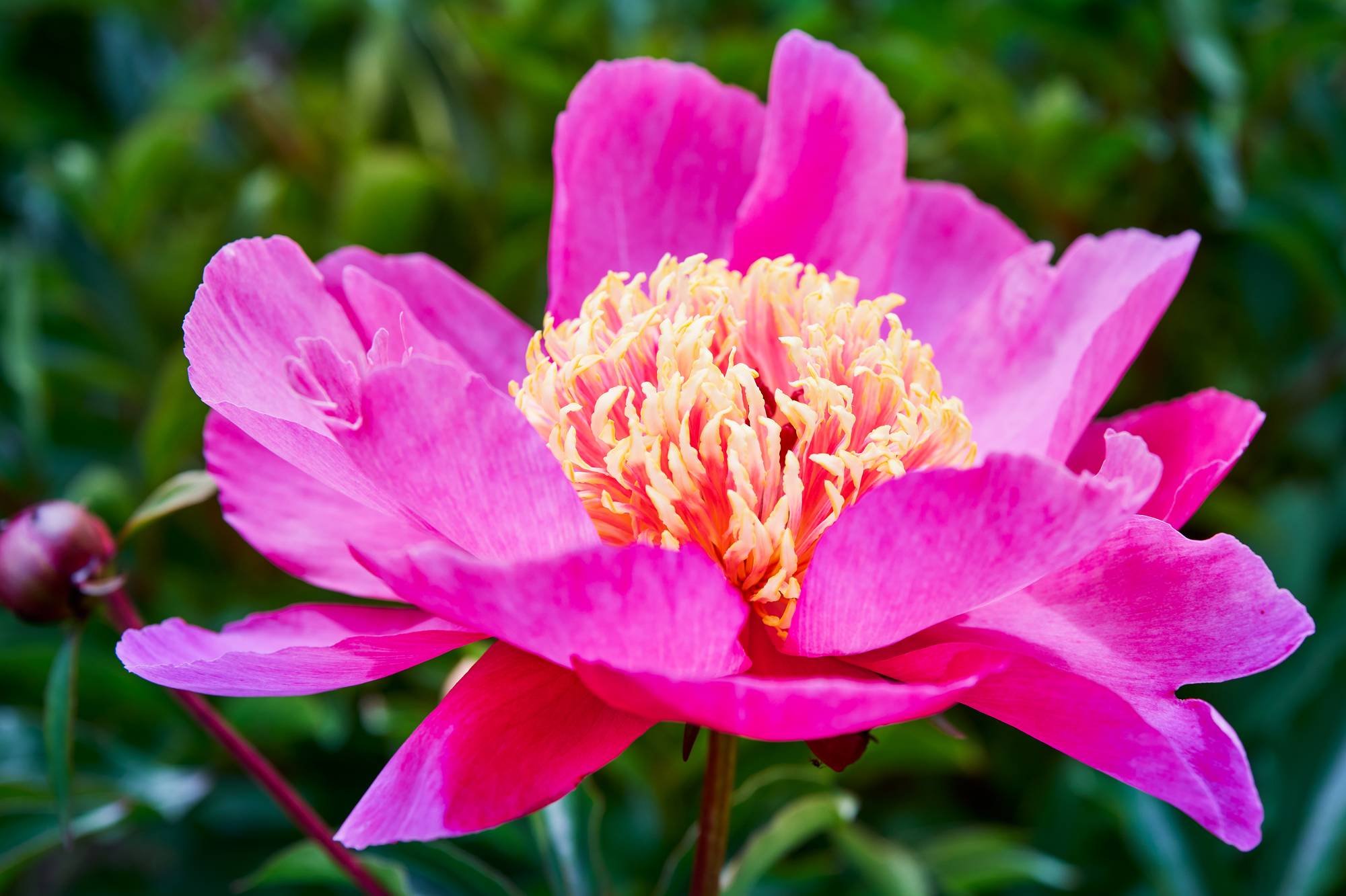 Pivoine