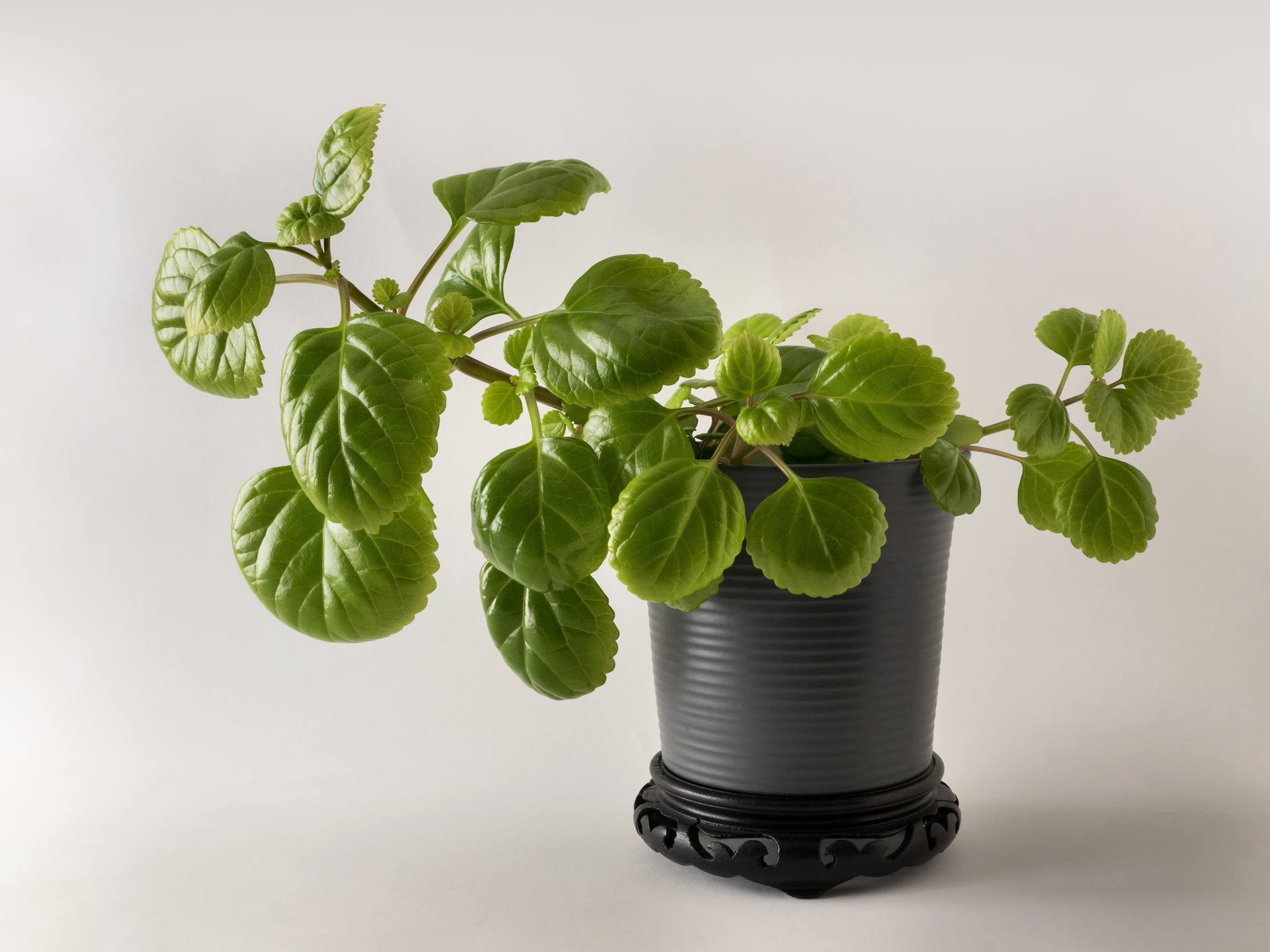 Plectranthus