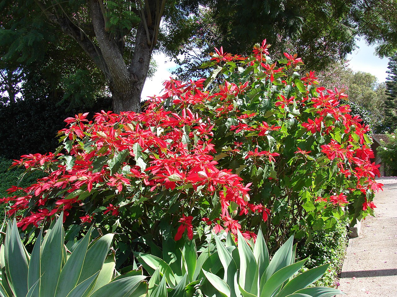 Poinsettia