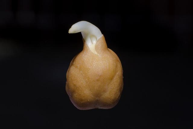 Pois chiche (Cicer arietinum) : semis, culture et récolte