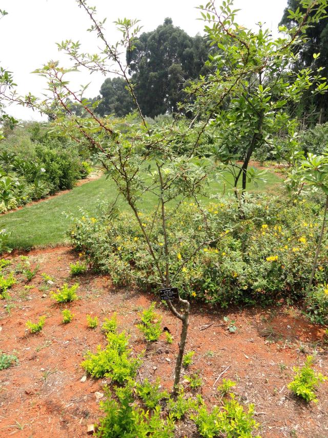 Poivre andaliman : culture du Zanthoxylum acanthopodium
