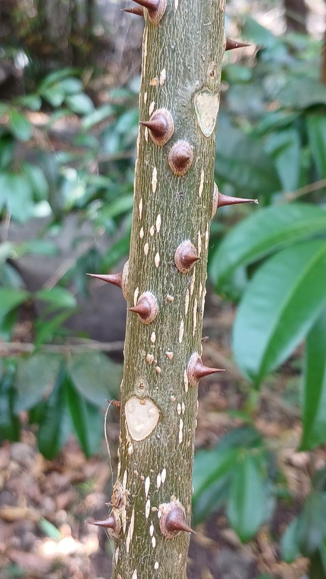 Zanthoxylum rhetsa : culture du poivre indien