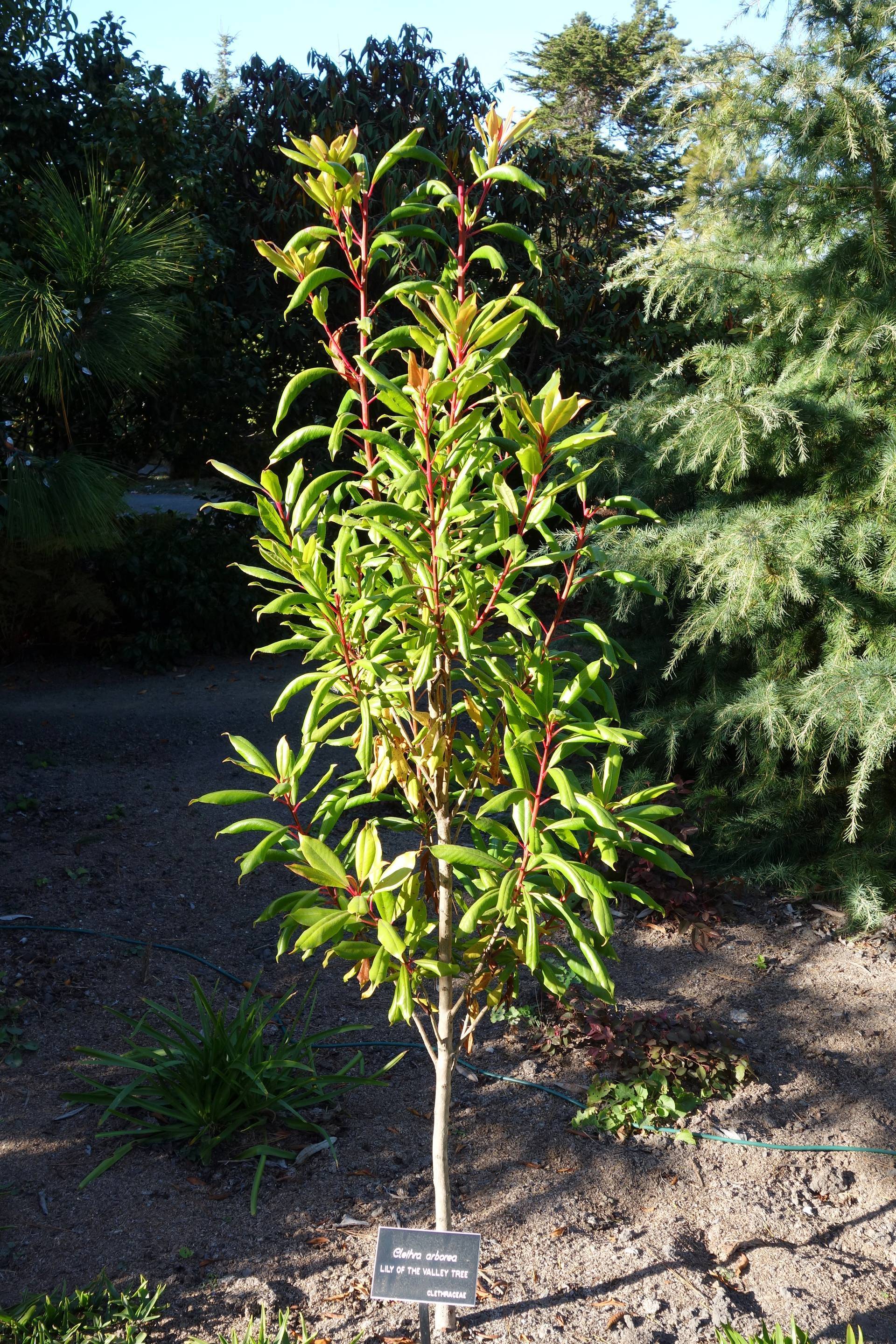 Clethra arborea