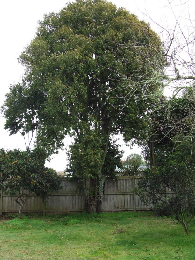 Myrte citronnée : culture du Backhousia citriodora