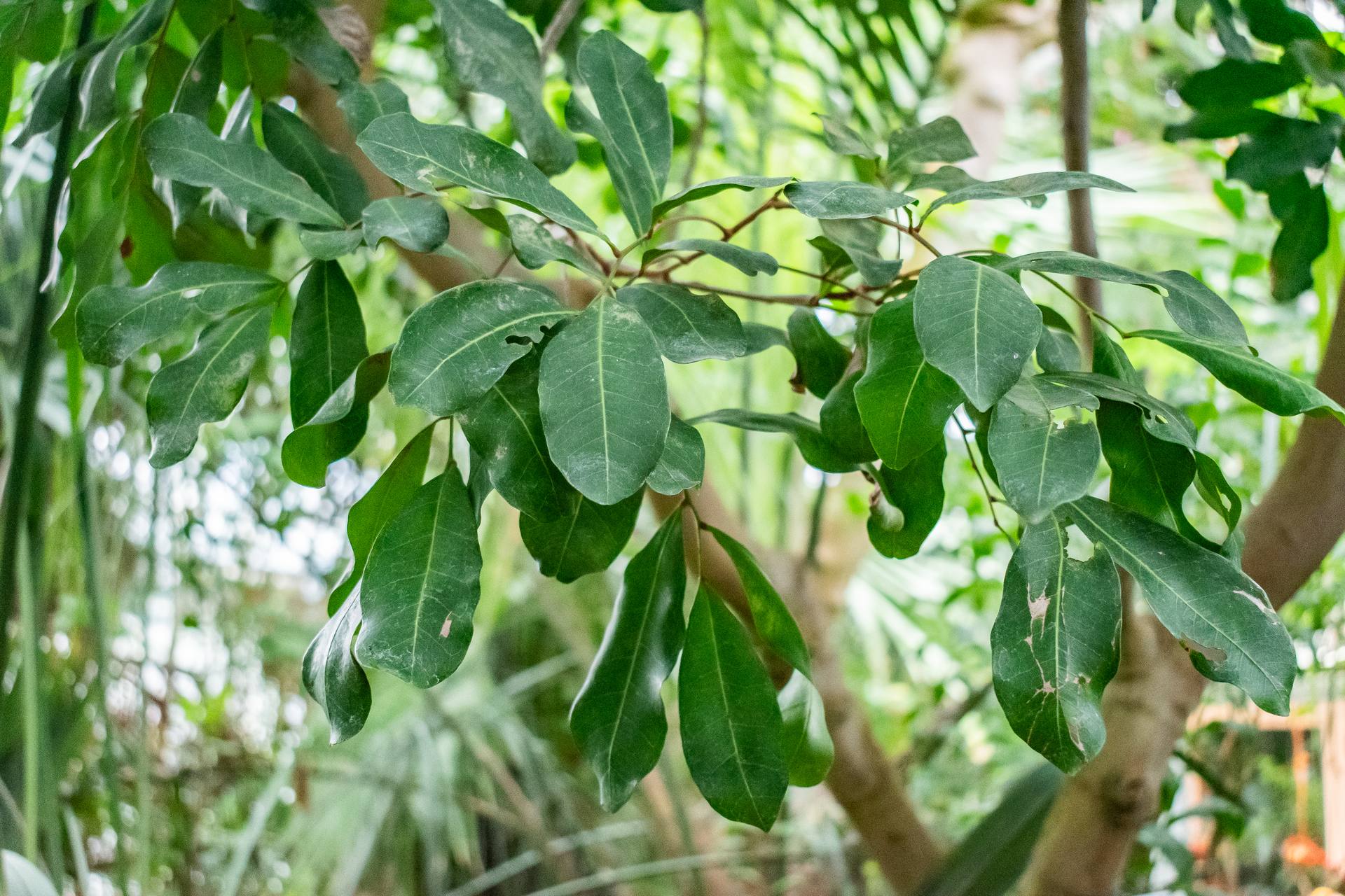 Poivre du Sichuan rouge