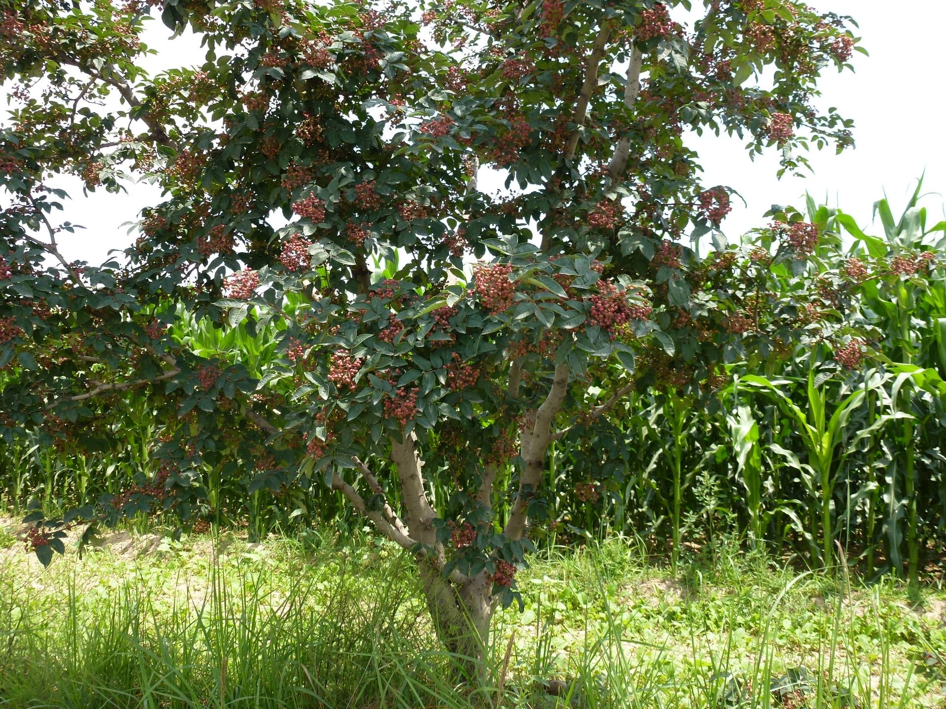 Poivre du Sichuan