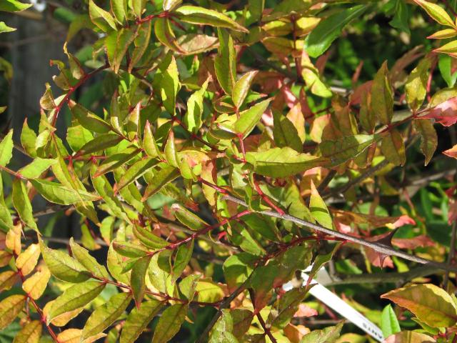 Poivre Timur : culture du Zanthoxylum armatum