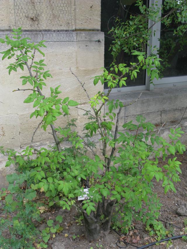 Poivrier américain : culture du Zanthoxylum americanum
