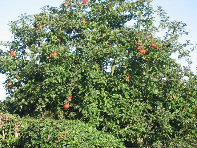 Pommier (Malus domestica) : plantation, taille et entretien