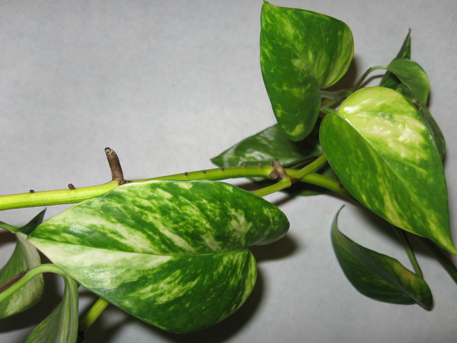 Pothos