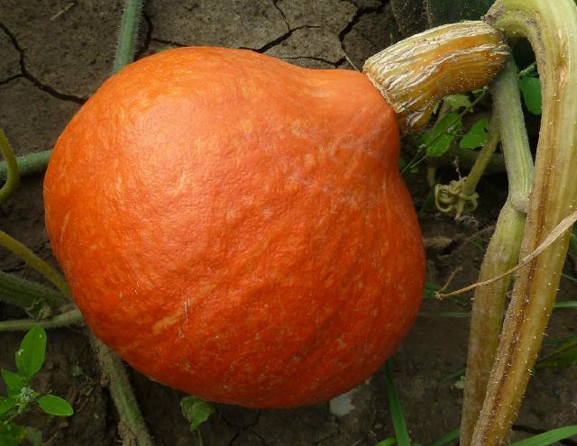 Potimarron (Cucurbita maxima) : semis, culture, récolte et conservation