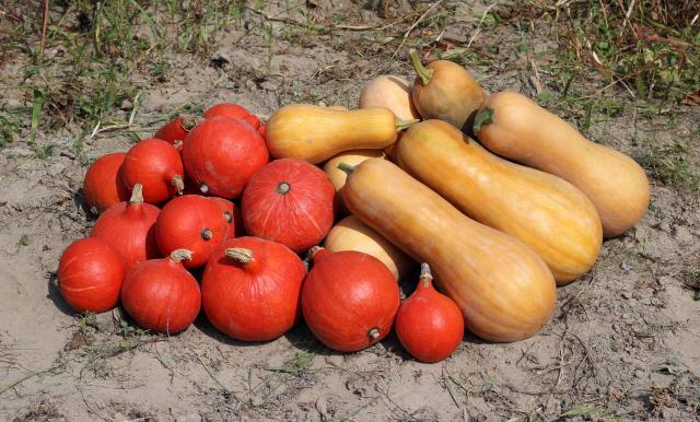 Potiron (Cucurbita maxima) : semis, culture, récolte et conservation
