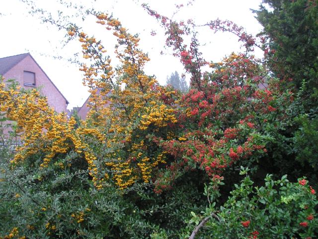 Pyracantha (buisson ardent) : plantation, taille et entretien