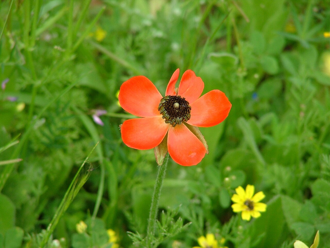 Renoncule des fleuristes
