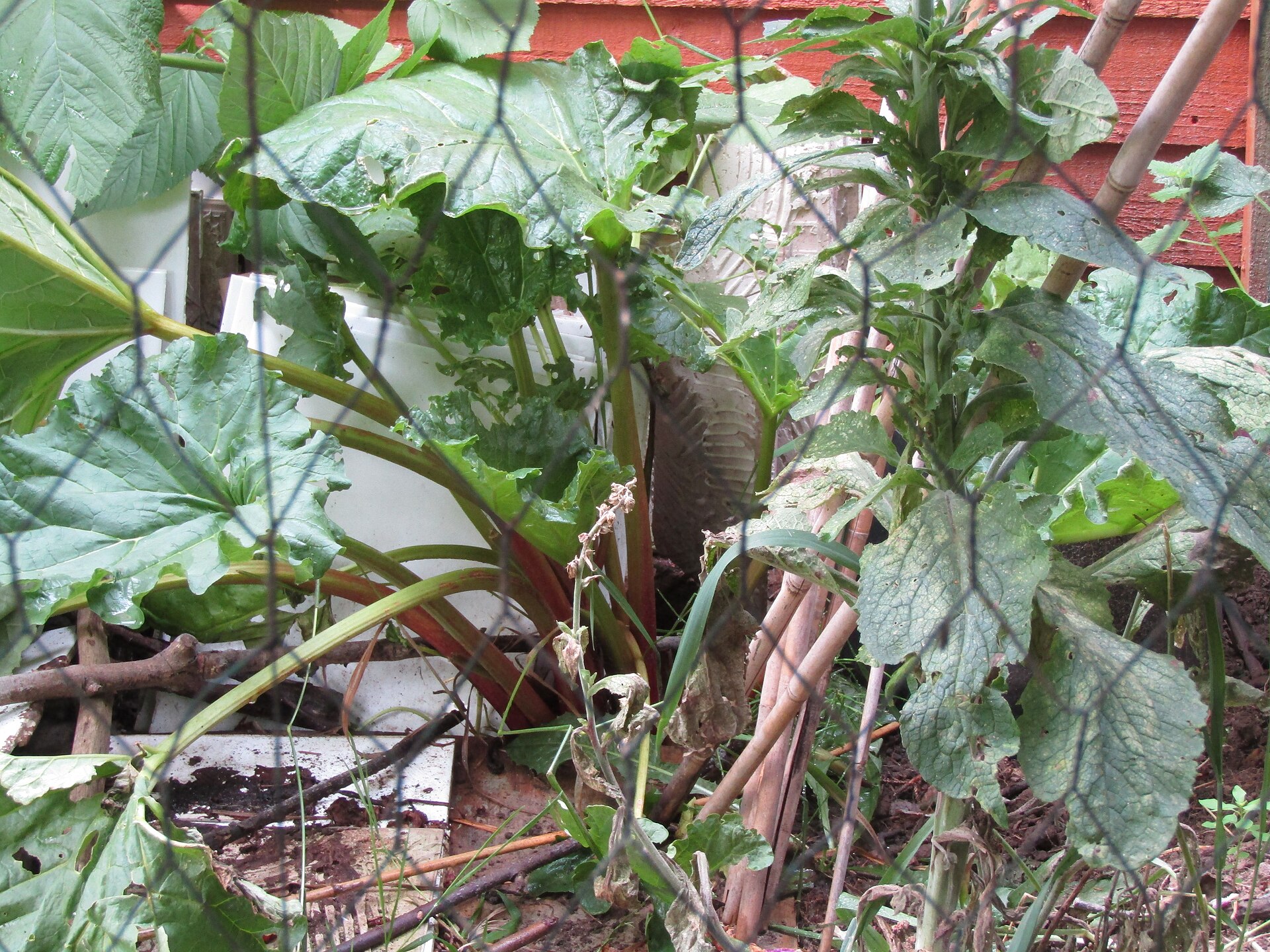 Rhubarbe