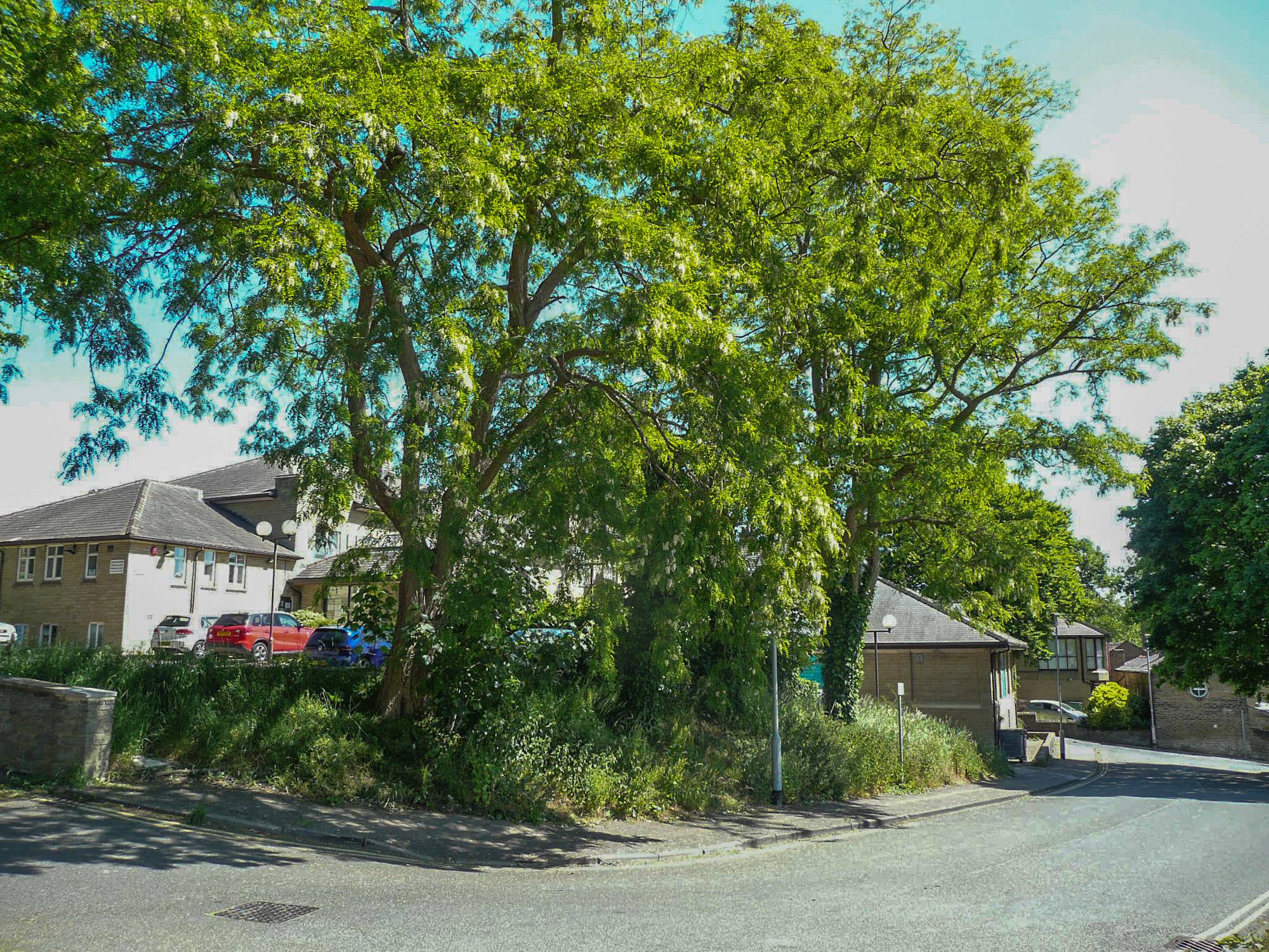 Robinier faux-acacia