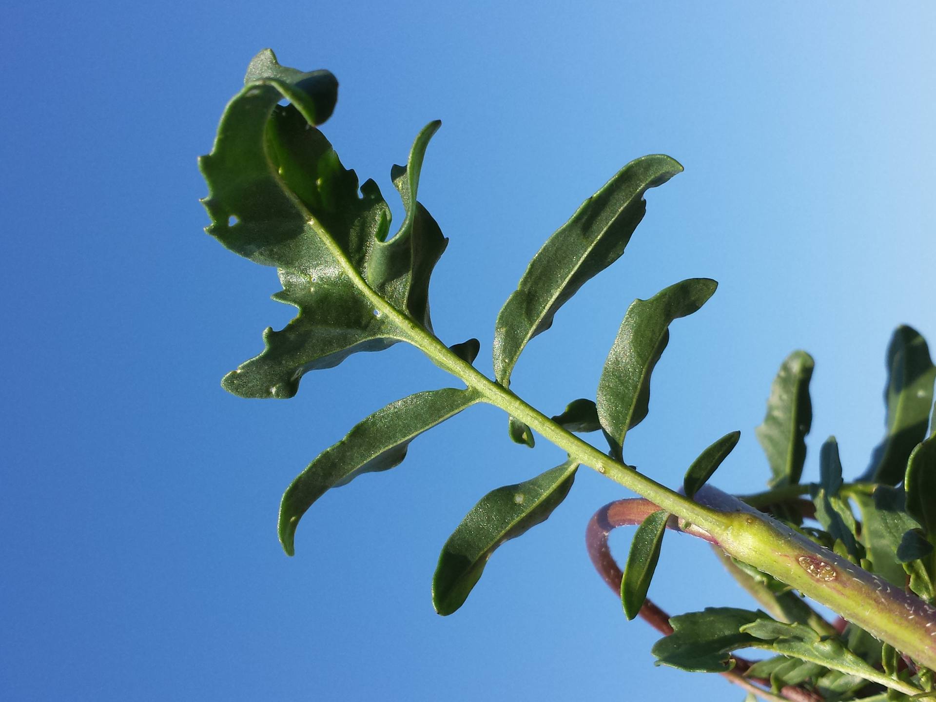 Roquette