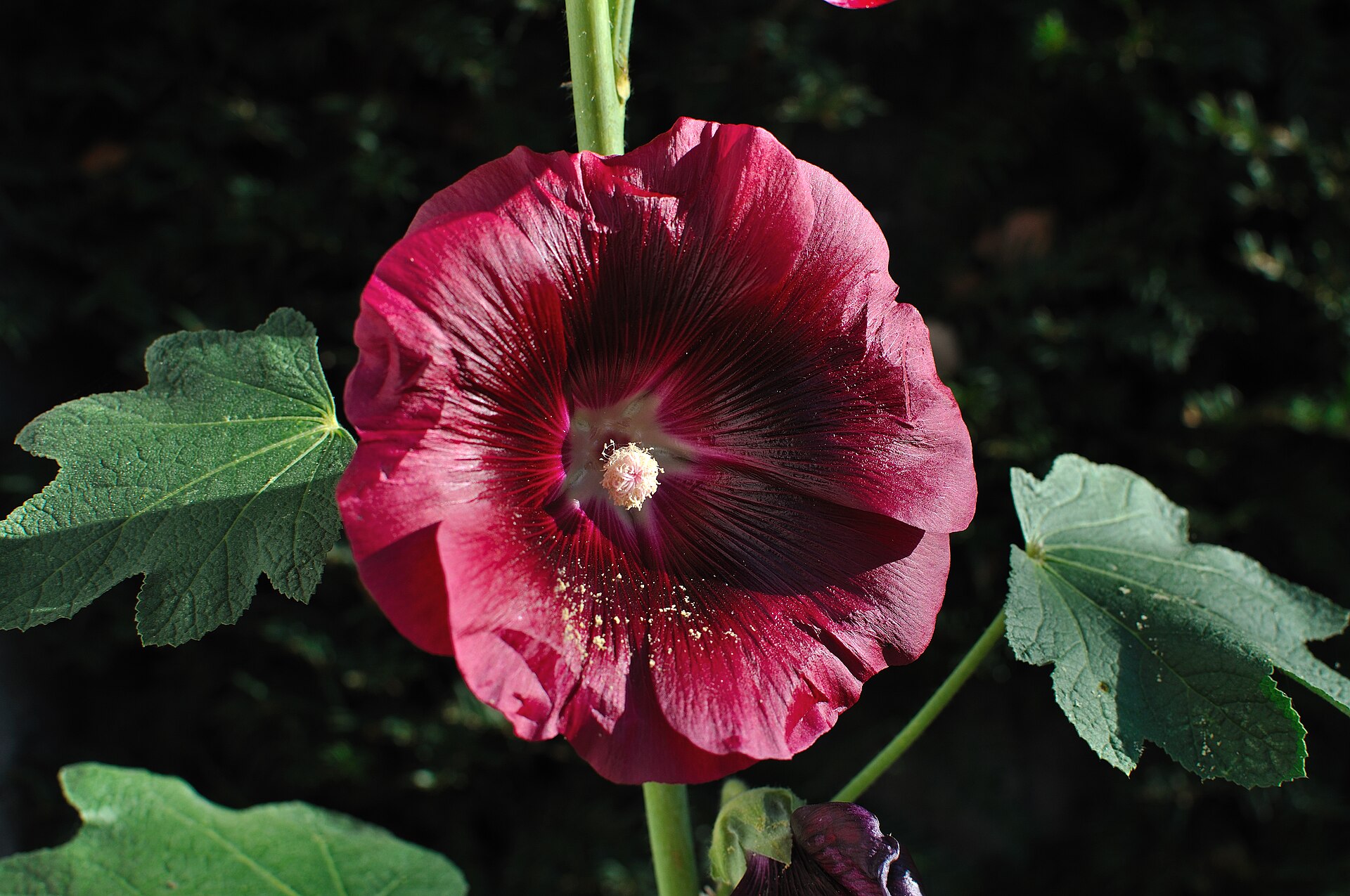 Rose trémière