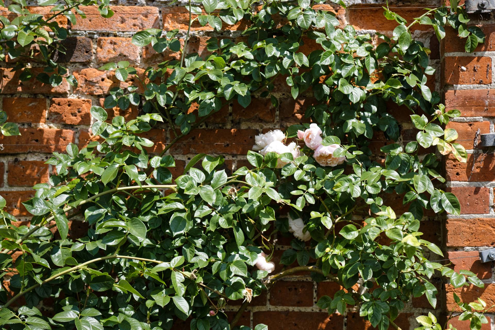 Rosier grimpant