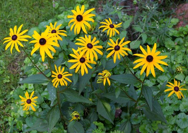 Rudbeckia (Rudbeckia fulgida) : plantation, floraison et entretien