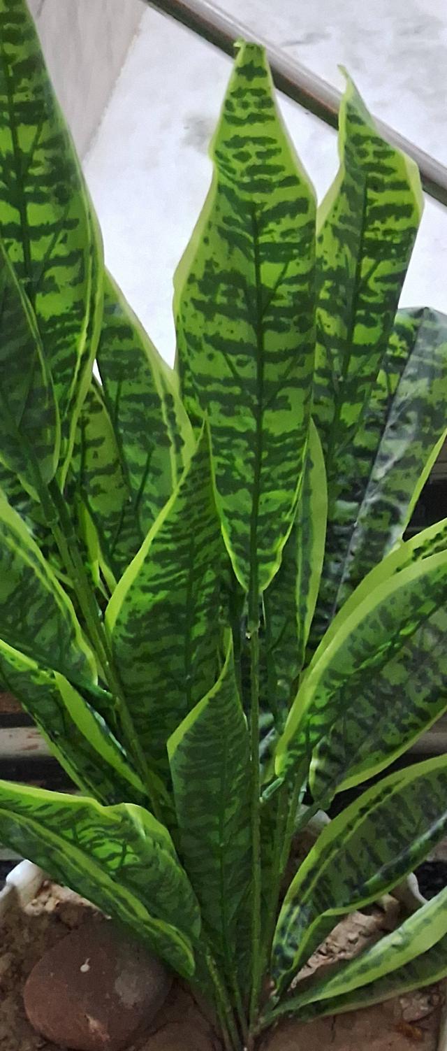 Sansevieria : entretien, arrosage et culture en pot