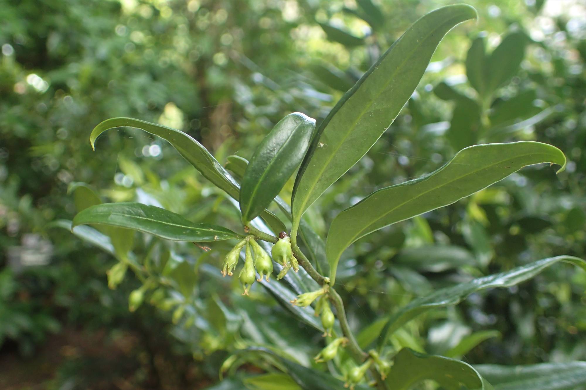 Sarcococca